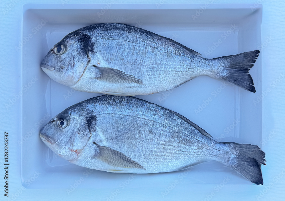 Fototapeta premium Two fresh sea bream fish on white tray ready for cooking