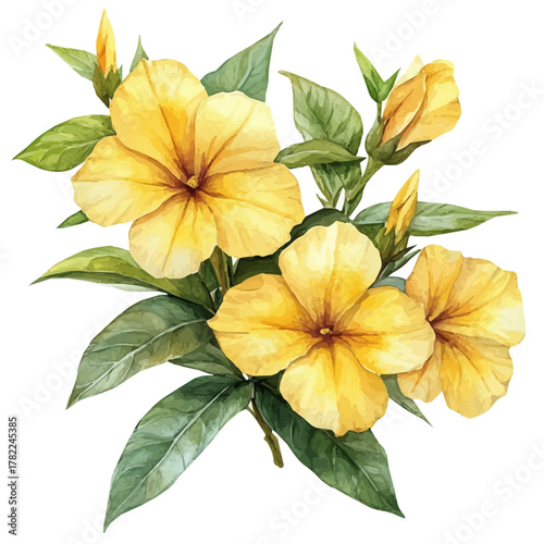 Allamanda Flower, watercolor illustration vector, isolated on a white background.