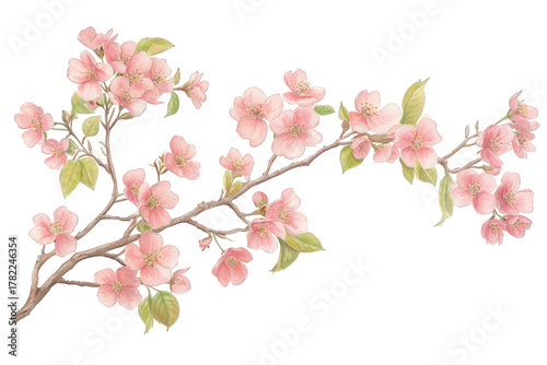 Wallpaper Mural Watercolor illustration isolated on transparent background of a blooming cherry branch, showcasing delicate pink flowers and lush green leaves in a springtime scene Torontodigital.ca