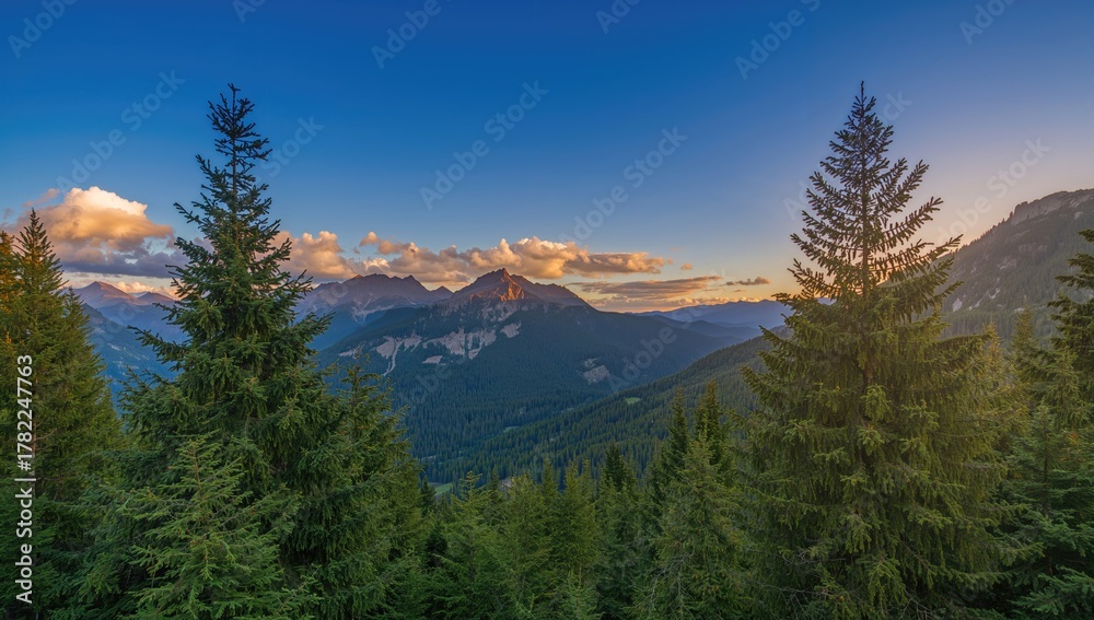 Fototapeta premium Golden sunset lights up the tips of spruce trees beneath a clear blue sky in the highlands.