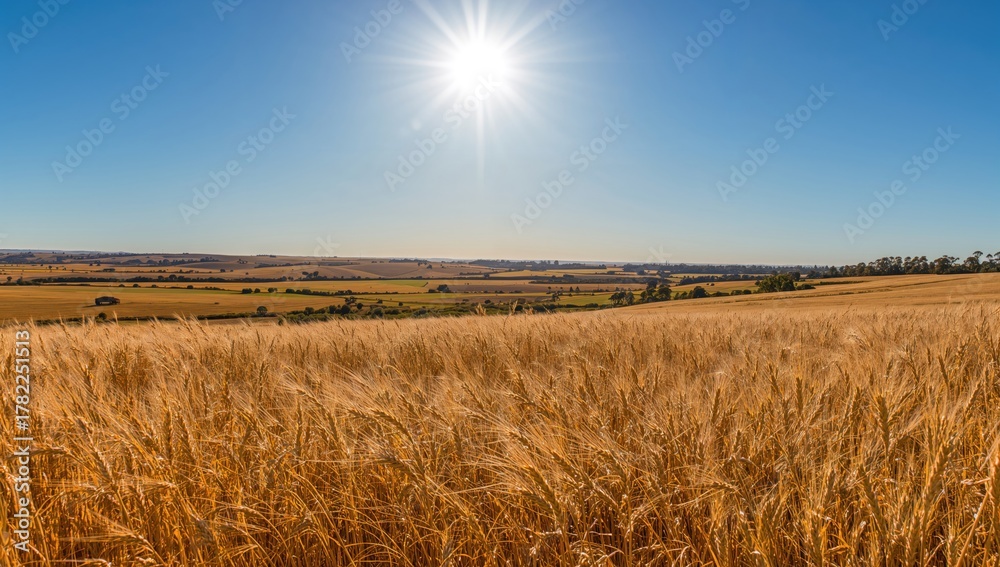 Obraz premium Wheat crop field in summer, showcasing agricultural practices and community efforts