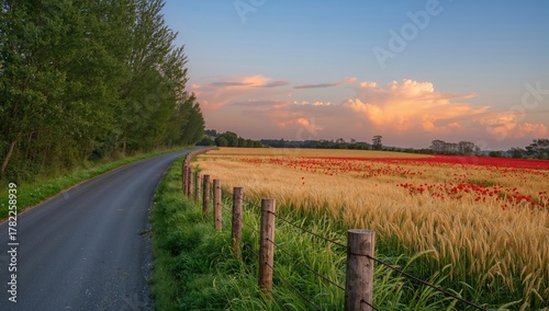 Fototapeta Naklejka Na Ścianę i Meble -  A roadway beside a wheat field adorned with red poppies at sunset, seasonal change