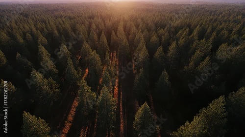 Aerial drone footage of a dense forest canopy at sunset with warm golden light filtering through the trees.