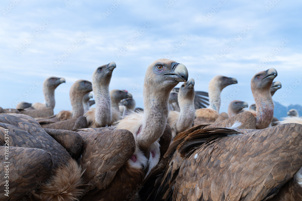 Fototapeta premium Griffon Vulture (Gyps fulvus)