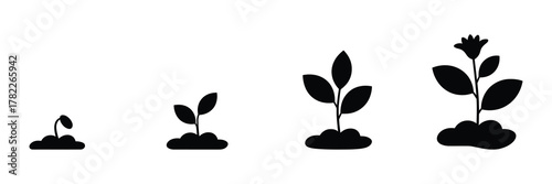 Plant growth stages isolated on white background