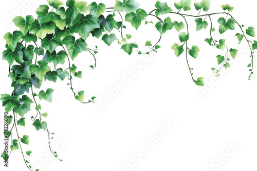 A watercolorstyle ivy vine cascades gracefully, isolated on transparent background, its delicate green leaves creating a natural, organic corner accent for design projects