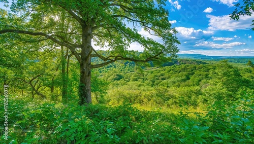 Fototapeta Naklejka Na Ścianę i Meble -  Lush green forest scene during summertime in a scenic park