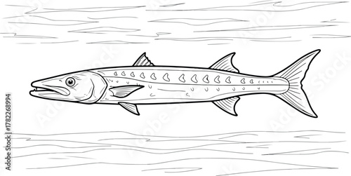 Detailed black and white line art illustration of a powerful barracuda fish, showcasing its predatory elegance and marine life essence in an educational outline graphic style