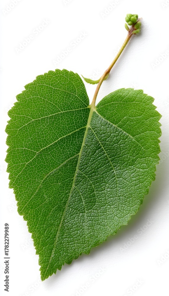 Fototapeta premium Isolated Heart Shape Leaf with Delicate Veins, A Natural Symbol of Tenderness and Connection