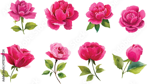 watercolor pink roses flowers