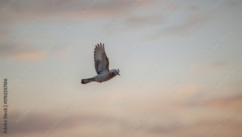 Obraz premium A dove in the early morning light, symbolizing peace and hope