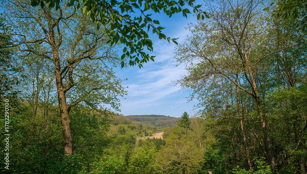 Fototapeta premium A glimpse of the woodland, highlighting seasonal change