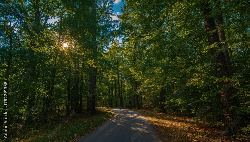 Fototapeta premium Late summer sunlight filtering through the trees on a magical path, seasonal change