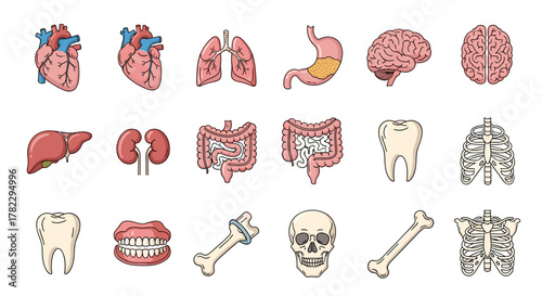 Collection of Vivid Cartoon Icons Representing Human Internal Organs, Teeth, and Bones, Featuring Thin Editable Strokes, Ideal for Websites, Books, Cards, and Apps, Presented as a Vector Illustration