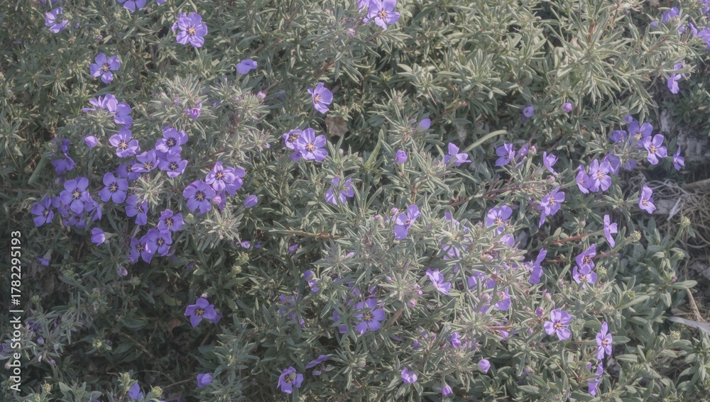 Naklejka premium Moss rose is a drought-resistant plant known for its vibrant flowers, suitable for gardens and landscapes, heat tolerance