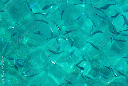 Photography School of fish swimming in vibrant turquoise ocean water