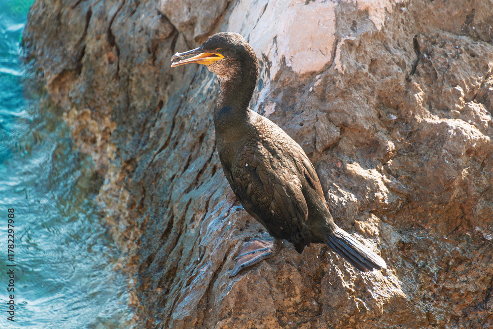 Obraz premium Cormorant perched on rock by the water's edge in natural habitat