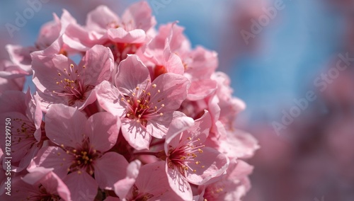 Close-up of multiple flowers with soft pink petals and an orange center, on a blurred bright blue sky background, showcasing seasonal beauty