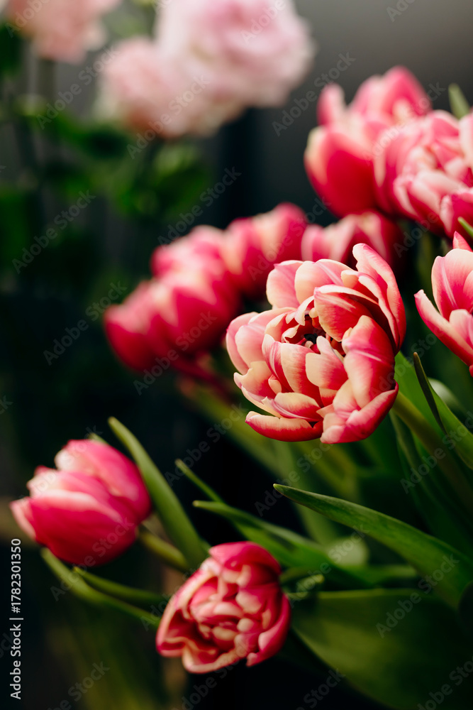 Obraz premium Close-up of pink and white double tulips bouquet, celebrating spring holidays.