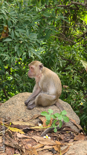 Photography Serene monkey resting quietly amidst vibrant forest surroundings Hua Hin Thailan