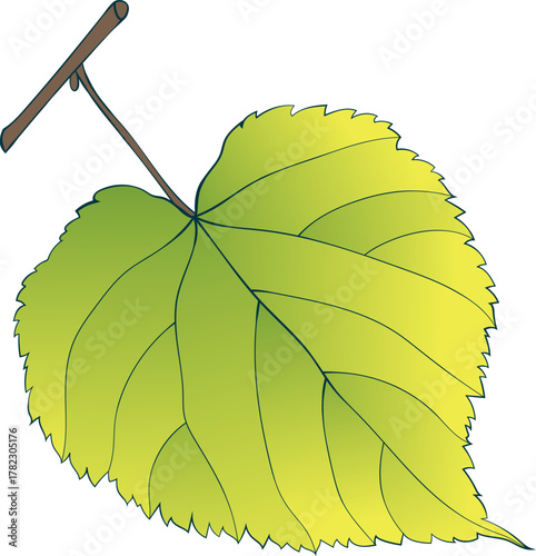 Hand-drawn single green-yellow linden leaf on transparent background. Flat style autumn vector illustration. 