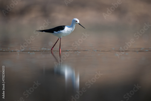 Tableau sur toile Black-winged stilt crossing calm pool in sunshine