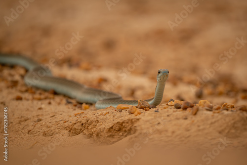 Close-up of boomslang lifting head to stare