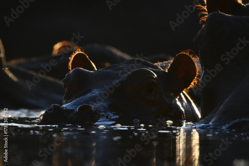 Canvas Print Close-up of backlit hippo calf in pond