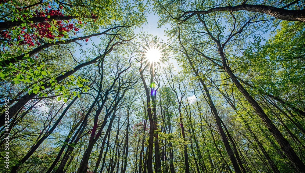 Obraz premium Amidst a lively woodland, beneath the gentle summer rays, a stunning floral and foliage motif adorned the heavens, merging natural beauty with artistic charm.