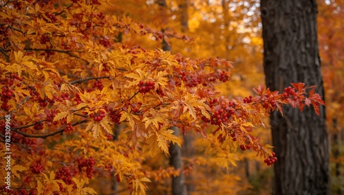 Wallpaper Mural Close-up of autumn leaves in vibrant yellow and red hues, highlighting seasonal change Torontodigital.ca