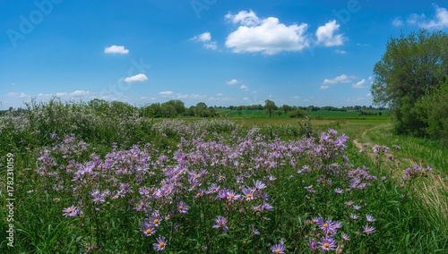 Wallpaper Mural Lavender Blossoms Scattered Across a Meadow Torontodigital.ca