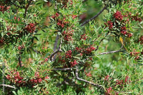 Pistachio Plant Shrub Mastic Tree