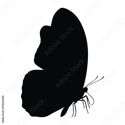 Black Silhouette of a Butterfly on White Background