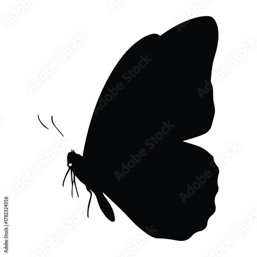 Black silhouette of a butterfly with wings open insect