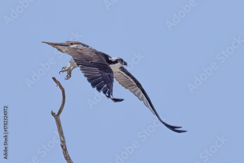Osprey taking off from a tree isolated against a blue sky in spring