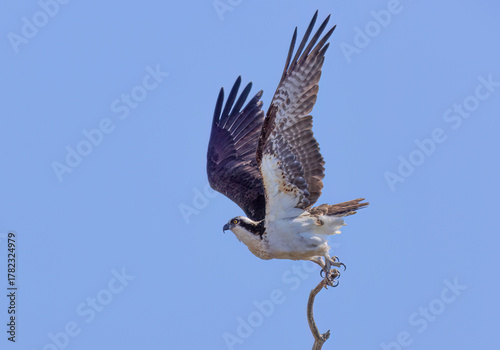 Osprey taking off from a tree isolated against a blue sky in spring