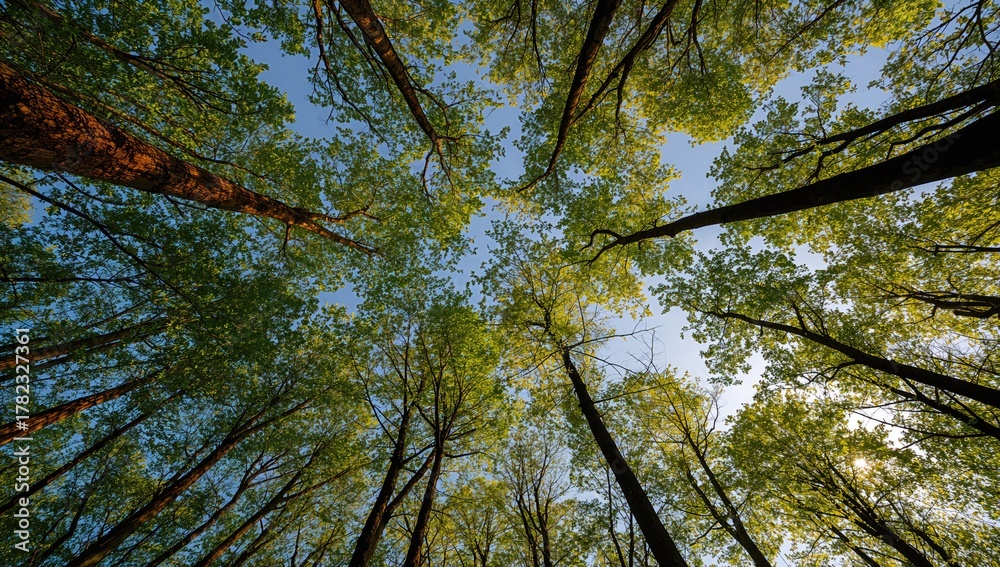 Fototapeta premium A low-angle view of trees with vibrant green foliage against a sky backdrop, highlighting seasonal change