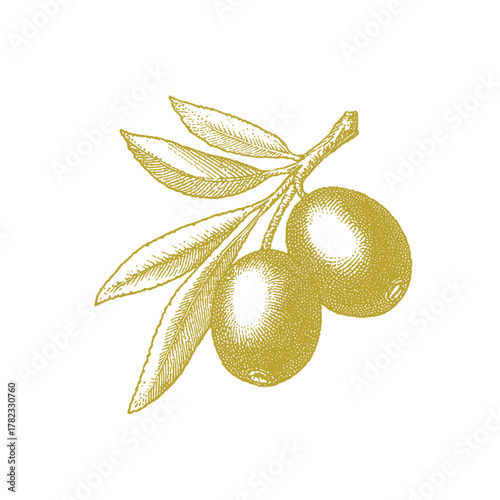 Green olive. Isolated branch  