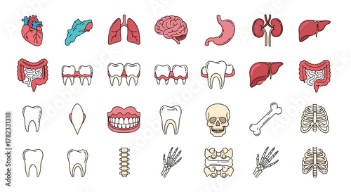Vibrant Cartoon Icons Bundle: A Comprehensive Collection of Internal Organs, Teeth, and Bones, Featuring Editable Strokes and a Clean Design, Perfect for Web, Print, and App Integration. This Vector