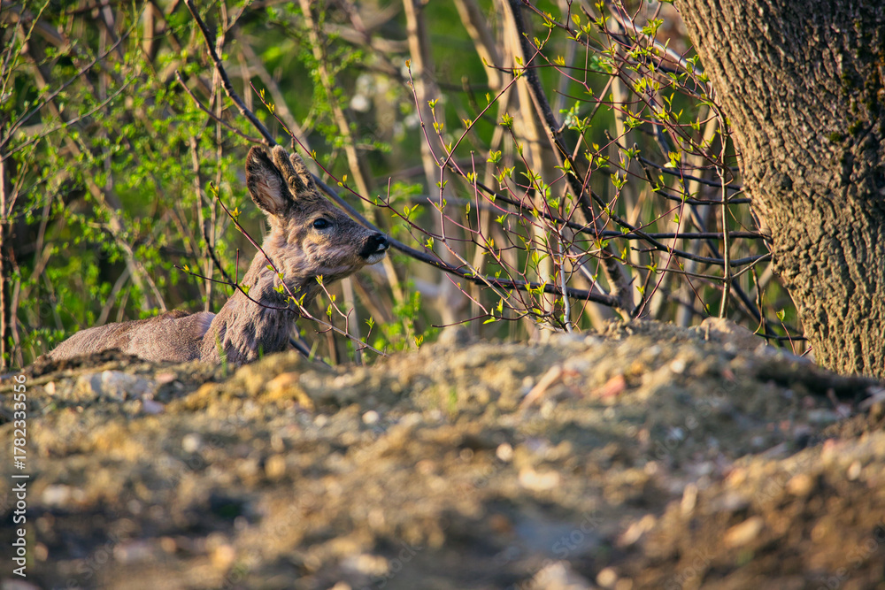 Obraz premium a deer gnawing on a tree