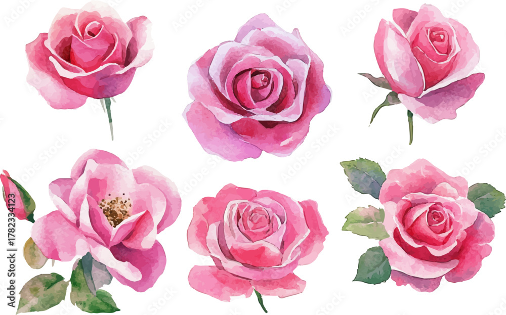 Fototapeta premium pink roses on white background
