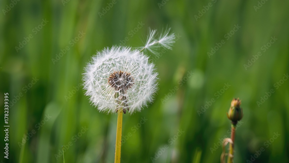 Fototapeta premium A close-up of a dandelion puffball in a field, swaying softly in the wind, ready for dispersal, seasonal change
