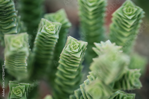 Nahaufnahme von Kakteen und Sukkulenten