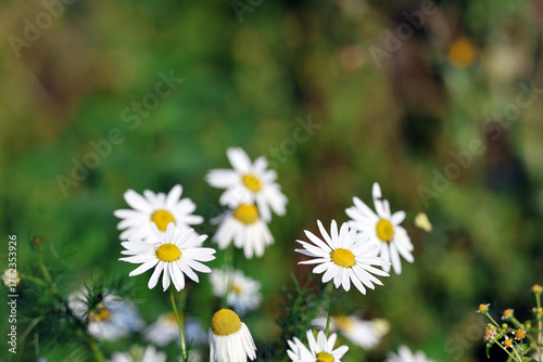 Daisies Chamomile Flower Plant with White Flowers