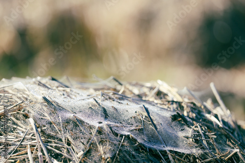 Hay and straw covered with spiderwebs and dew in sunlight