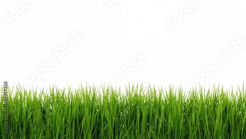 Isolated green grass arranged on a white backdrop, natural texture for landscaping design