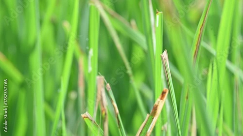 Bacterial leaf blight disease in rice plant. A common and serious rice disease, Bacterial Leaf Blight, is caused by the bacterium Xanthomonas oryzae pv. oryzae.
