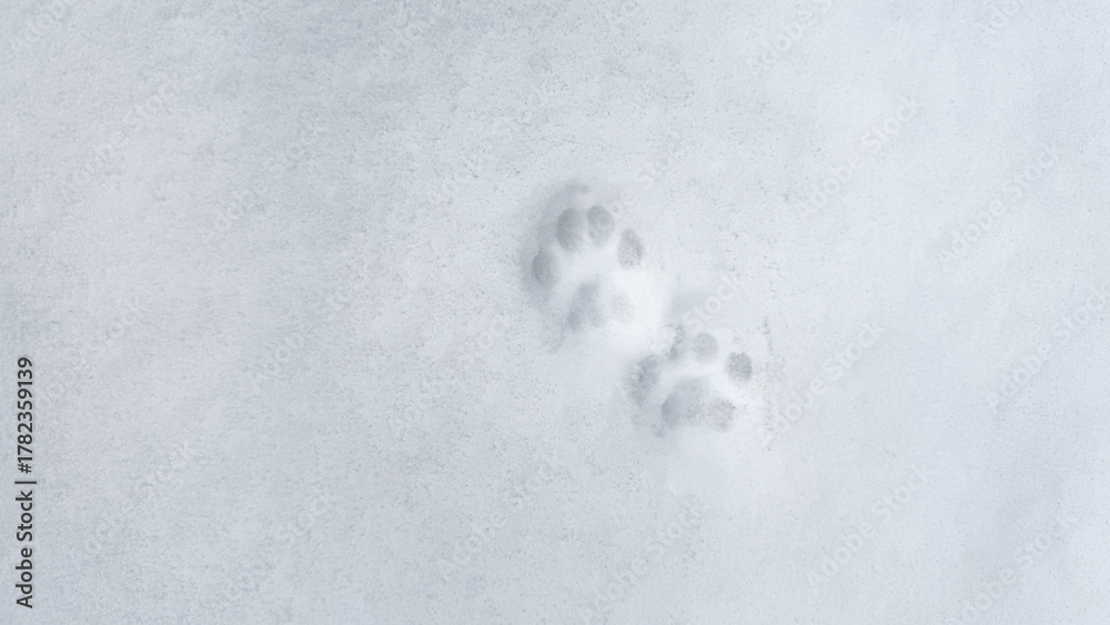 Obraz premium Interesting abstract white background with footprints of a cat or dog paws on the snow.