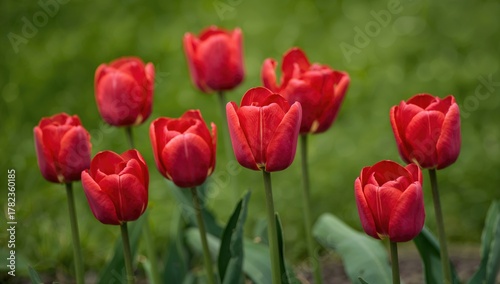 Cluster of vibrant red tuli...