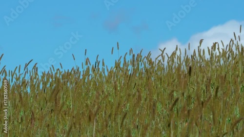 Yellow and bluish foxtail grass (Setaria pumila) , blending with the blue sky and soft clouds on the horizon. The scene is slightly out of focus, giving it a dreamy, almost cartoon-like appearance.